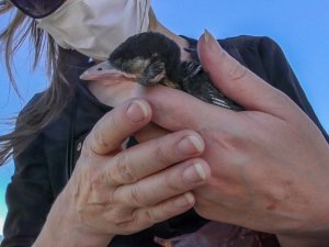 Yuvasından düşen kuşu itfaiye kurtardı