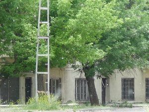 Kars’ta polenli ağaçlar vatandaşları canından bezdirdi