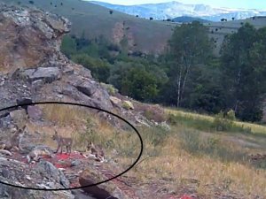 Anne tilki ve 4 yavrusu fotokapanla görüntülendi