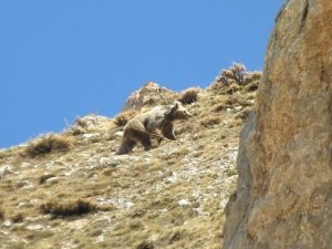 Anne ayı küçük yavrusunu erkek ayıdan korumak için kayalıklara çıktı