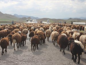 Tarım arazilerine zarar vermemek için binlerce koyunu asfalt yoldan geçiriyorlar