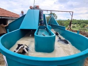 Keçi peyniri projesi için alınan küçükbaş hayvan yıkama ve ilaçlama makineleri hizmete girdi
