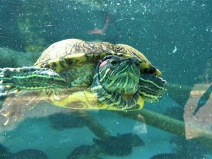 Bu hayvanları en kötü şartlarda ülkeye sokup satıyorlar