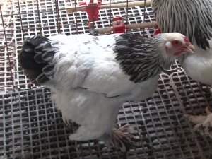 Yılbaşında personele tavuk dağıtan belediyeye şok