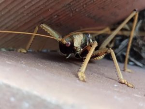 Dev çekirge görenleri hayretler içinde bıraktı