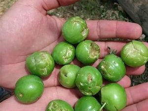 Dolunun zarar verdiği tarım arazilerinde hasar tespit çalışması başlatıldı