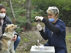 Düzce’de bin 32 köpeğe kuduz aşısı yapıldı