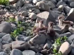 Yüksekova’da sürü halinde gelincikler görüntülendi