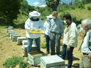Kaymakam Uçar, bal arılarını inceledi
