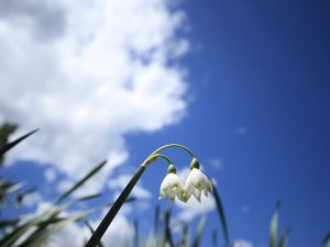 Şifa kaynağı “göl soğanı” doğa ve fotoğrafseverlerin ilgisini çekiyor