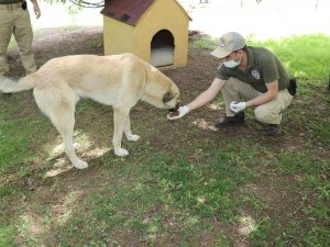 Eskişehir polisi sokak hayvanlarını unutmadı