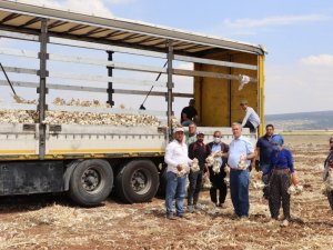 Meşhur Araban sarımsağında hasat sürüyor