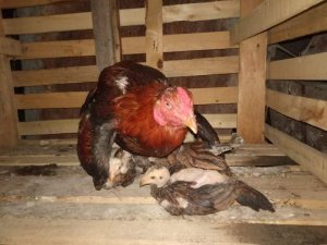 Bu horoz civcivlere hem annelik hem babalık yapıyor