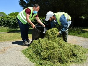 Budanan dal ve bitkiler gübreye dönüştürülerek yeniden kullanıyor