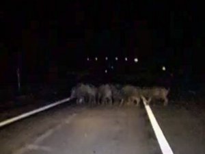 Karayoluna çıkan domuz sürüsü görüntülendi
