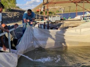 Tercanlılar kafes balıkçılığında iddialı