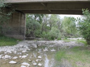 Tosya pirinci susuzluk tehlikesi ile karşı karşıya