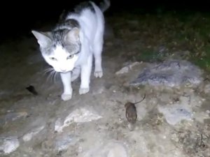 Amasya’da "Kedinin fareyle oynadığı gibi oynamak” deyimi gerçek oldu