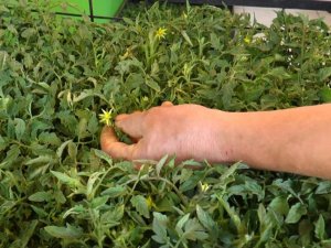 Domates ve biber revaçta