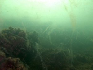 Marmara Denizi’nden gelen kötü haberlerin arkası kesilmiyor