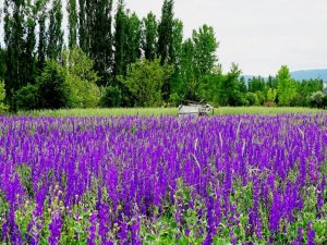 Hisarcık’ta mor çiçeklerin görsel güzelliği