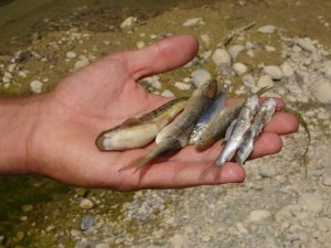 Kuruyan dereye balıklar için su takviyesi yapıldı