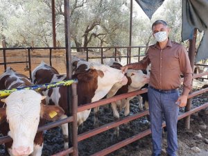 Ailenin neşe kaynağı beşiz doğan buzağılar 10 aylık oldu