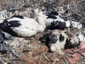 Plastik ipler, yavru leylekleri tehdit ediyor