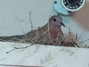 Anne kumru öyle bir yere yuva yaptı ki, görenler şaştı kaldı