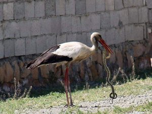 Iğdır’da leyleğin yılan avı fotoğraflandı