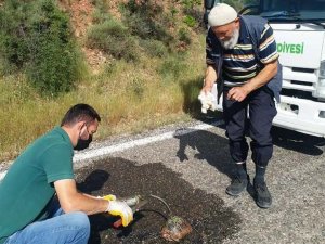 Yaralı kaplumbağaya can suyu