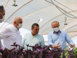 CHP’li milletvekilleri Didim Belediyesi serasında incelemelerde bulundu