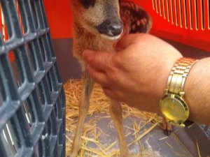 Annesi vurulan karaca yavrusunu sokak köpeği kurtardı