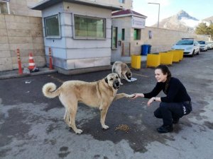 Tercan’da polislerden sokak hayvanlarına mama ve su desteği
