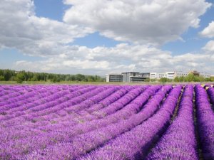 ESOGÜ lavanta kokacak