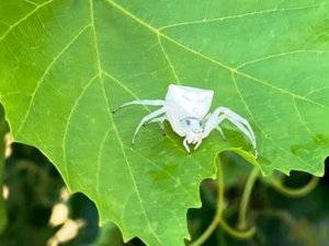 Aydın’da, insan yüzlü örümcek görüldü