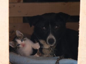 Kedi yavrularına bakıcılık yapan köpek yürekleri ısıttı
