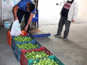 Aydın’da ilek alım satımı başladı