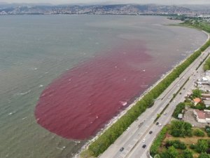 Sorumsuzlar İzmit Körfezi’ne ve dereye kan kusturdu