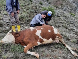 Yıldırım düştü, iki ineğinden biri telef oldu