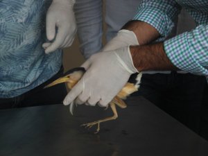 Nesli tükenmekte olan ’balaban kuşu’ yaralı bulundu