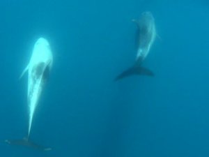 Boz yunus balıkları Gökçeada açıklarında görüldü