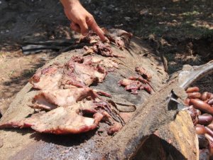 Karaya vuran yunusun midesinden çıkanlar şaşırttı