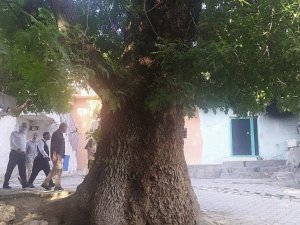 Silvan’da vatandaşlar 400 yıllık ağacın koruma altına alınmasını istiyor