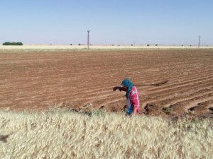 Mardin’de 2021 yılı sulama sezonu başladı