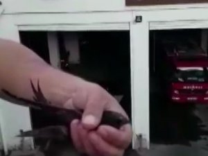 Ebabil kuşu itfaiye merdiveniyle uçuruldu