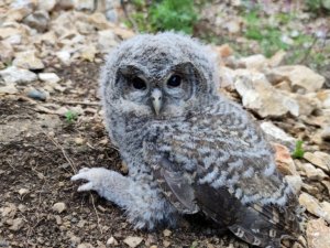 Doğada bulunan yavru puhu koruma altına alındı