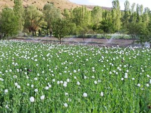 Çiçek açan haşhaşlar drone ile görüntülendi