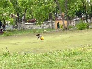 Top cambazı karga şaşırttı