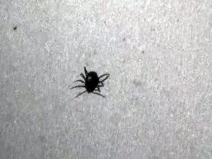 Yozgat’ta kenenin neden olduğu ölümlere bir yenisi eklendi